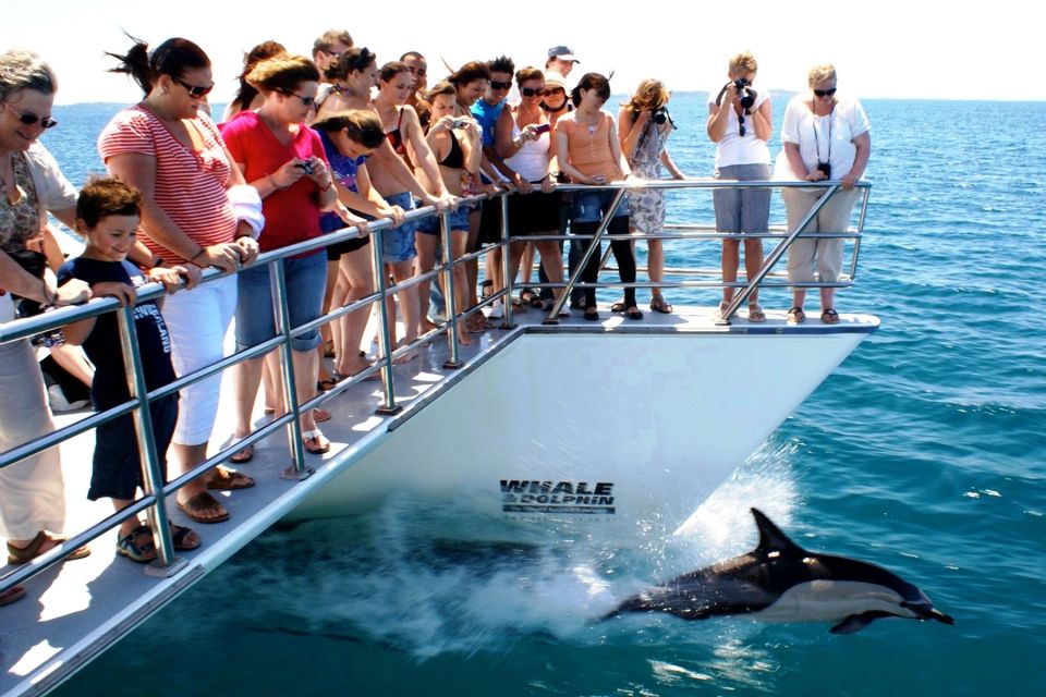 Auckland: Whale and Dolphin Watching Half-Day Eco Cruise - Key Points