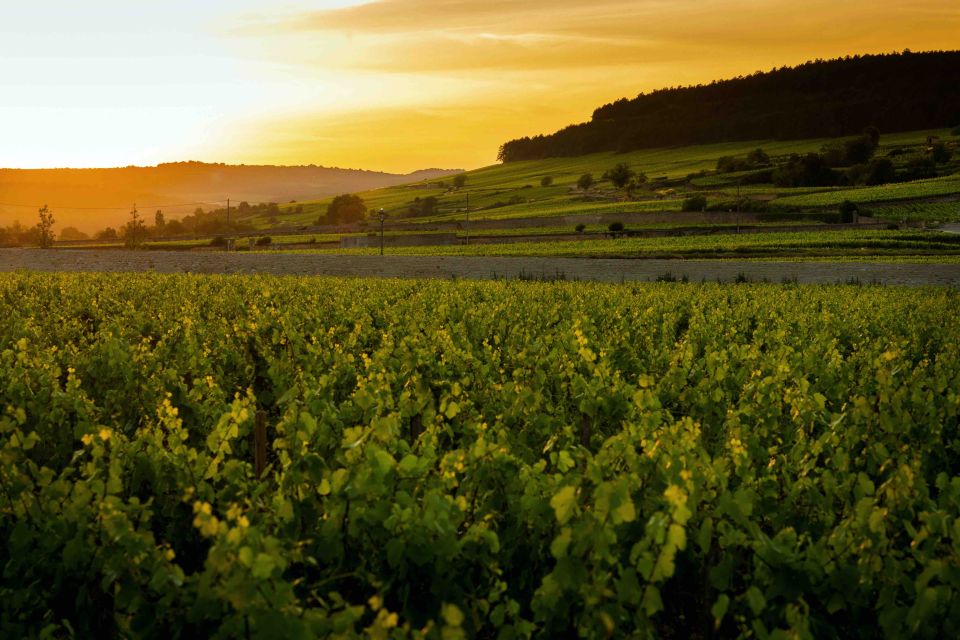 Beaune: Wine Tasting at Château De Pommard - Key Points