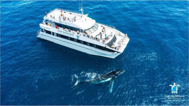 Bundaberg: Whale Watching Tour With Lunch - Key Points