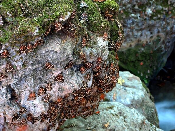 Butterflies Valley & Wine Tasting Experience Private Tour - Just The Basics