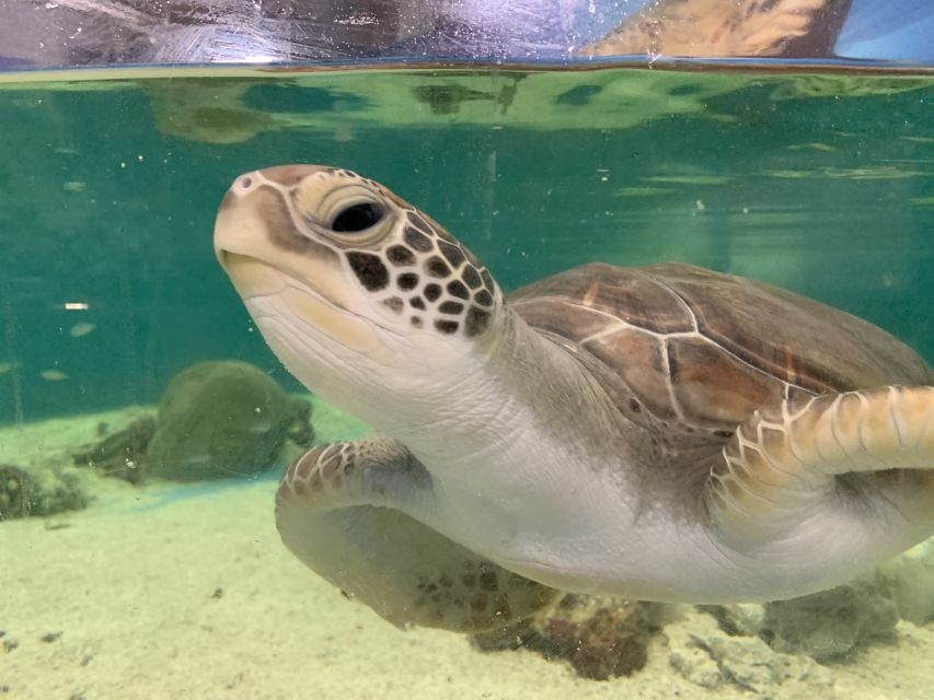 Cairns: Aquarium Entry Ticket and Turtle Rehabilitation Tour - Key Points