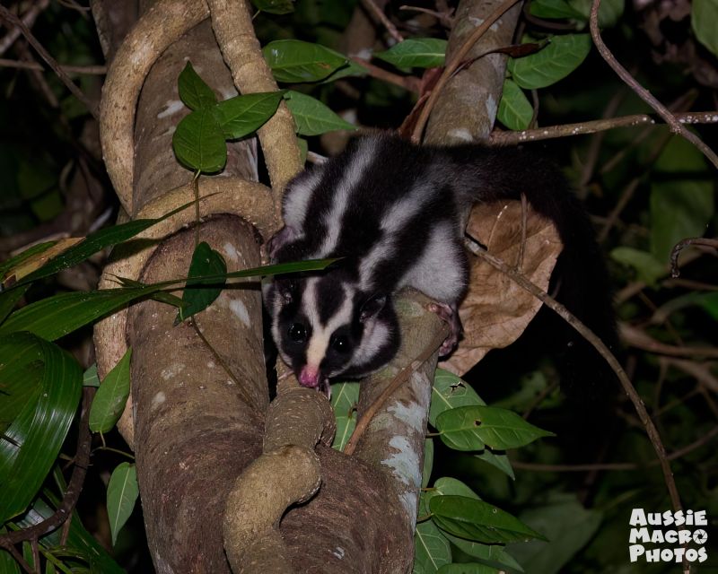 Cairns: Night Walk in Cairns Botanic Gardens - Key Points