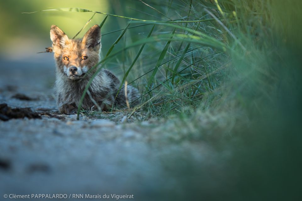 Camargue: Discovery of Nature at the Vigueirat Marshes - Key Points