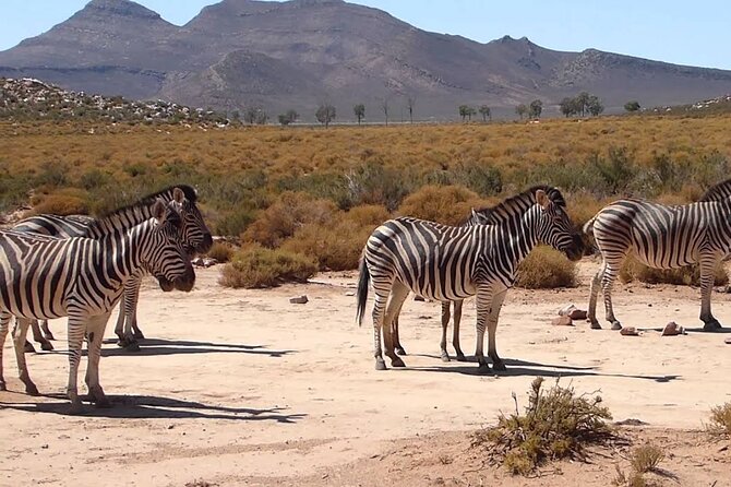 Cape Town Private, Inverdoorn Safari Tour - Overnight With Accommadation - Key Points