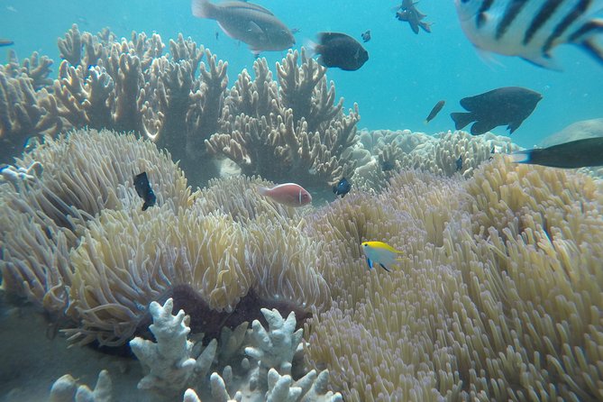 Cham Islands Snorkeling Tour by Wooden Boat From Hoi an - Tour Overview Highlights