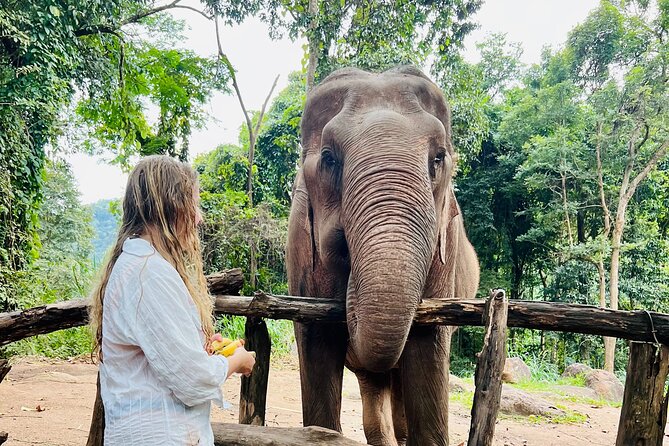 Chiangmai Half Day Package Tour- Waterfall, Tubing & Elephants - Key Points