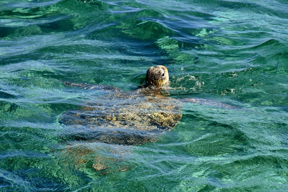 Coral Bay: Ningaloo Reef 3-Hour Turtle Ecotour - Key Points