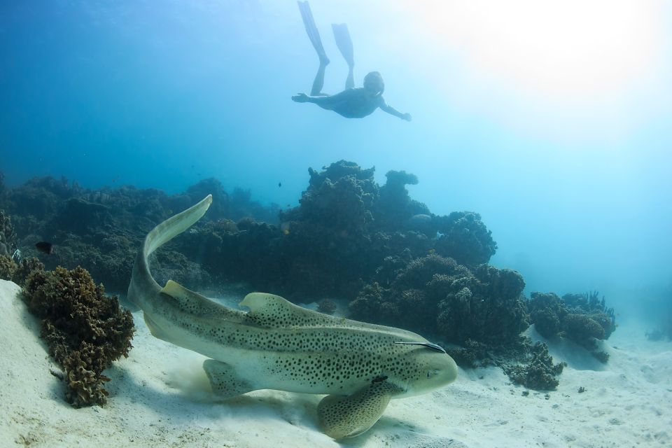 Coral Bay: Ningaloo Reef Swim and Snorkel With Whale Sharks - Key Points