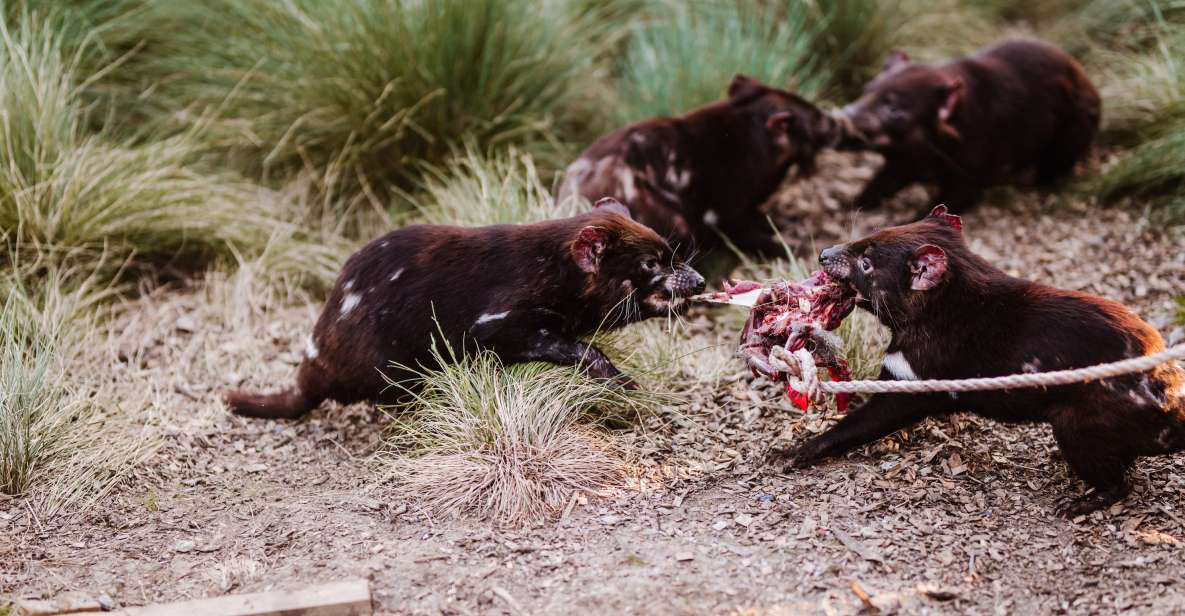 Cradle Mountain: After Dark Tasmanian Devil Feeding Tour - Key Points