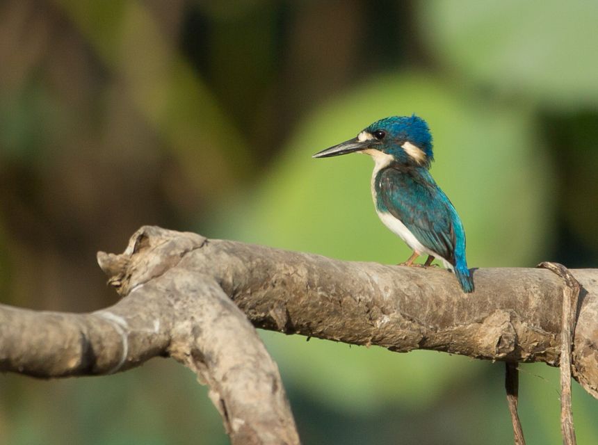 Darwin: Mary River Wetlands Wildlife Cruise With Lunch - Key Points