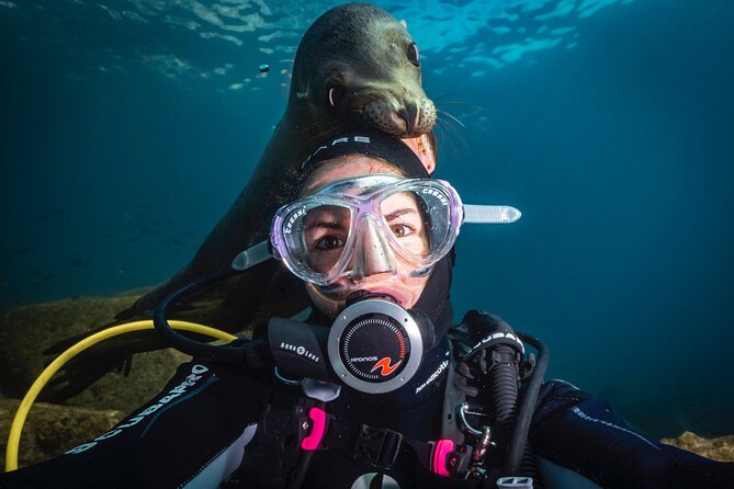Dive in La Paz With Sea Lions, Turtles, Fish Schools and Wrecks - Key Points