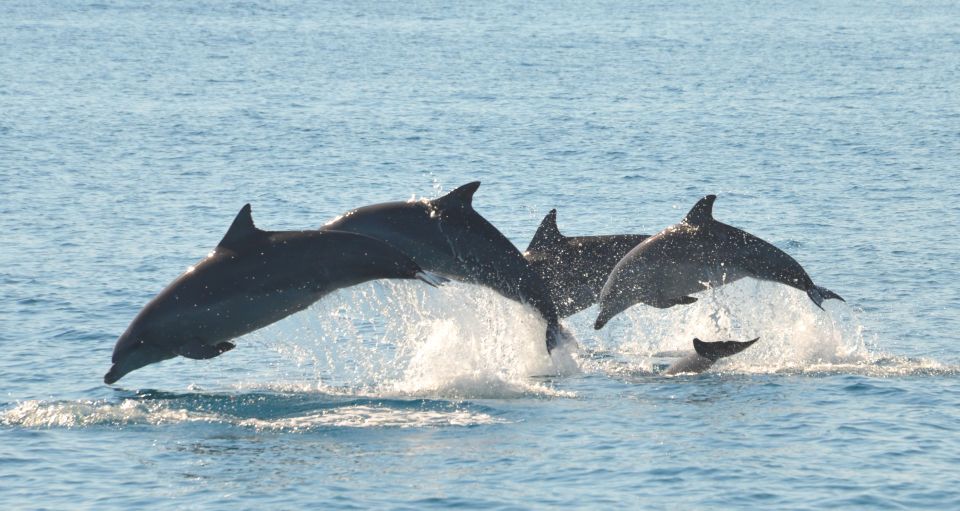 Fraser Island 4-Hour Eco-Sailing Adventure - Key Points