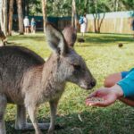 from brisbane australia zoo transfer and entry ticket From Brisbane: Australia Zoo Transfer and Entry Ticket
