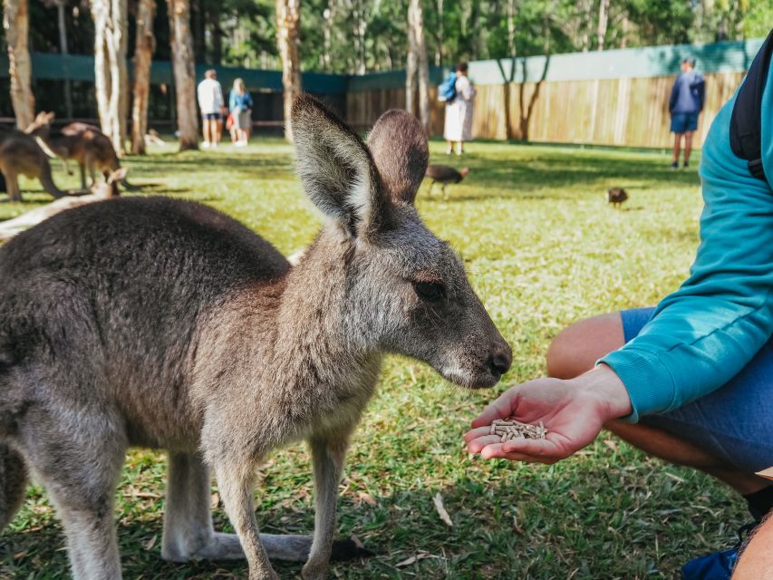 from brisbane australia zoo transfer and entry ticket From Brisbane: Australia Zoo Transfer and Entry Ticket