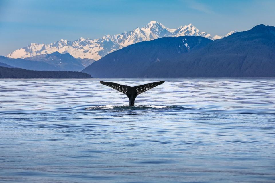 From Christchurch: Kaikoura Whale Watching Day Tour - Key Points