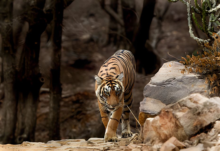 From Jaipur : 2 Days Ranthambore Tiger Safari Tour By Car - Key Points