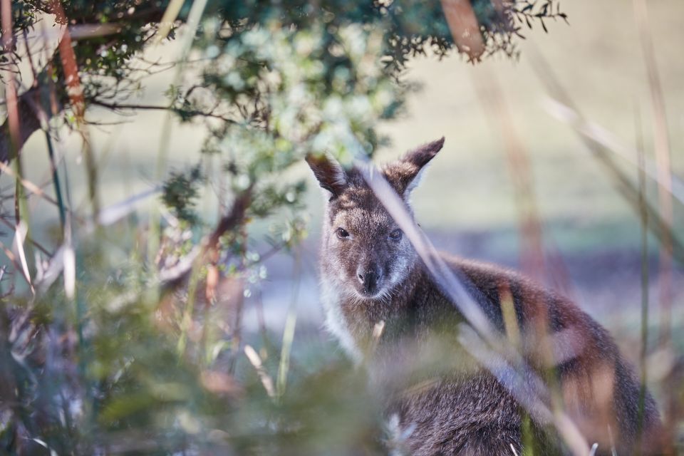 From Launceston: Bay of Fires Off-Peak Hiking 3-Day Tour - Key Points