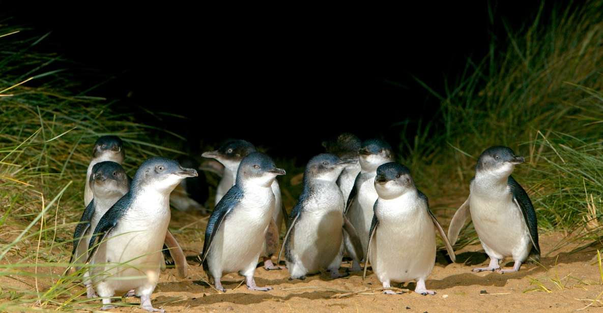 From Melbourne: Phillip Island Penguin Parade Express Trip - Key Points