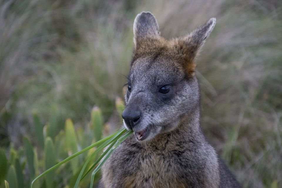 From Melbourne: Private Phillip Island Tour 11-Hour LGBTQ - Key Points