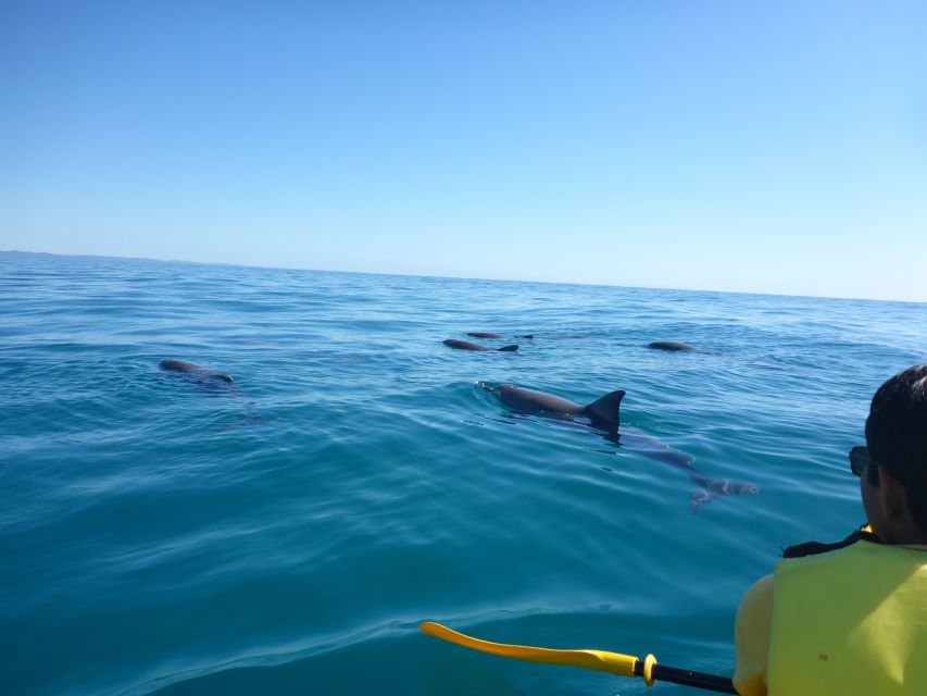 From Noosa: Dolphin Sea Kayaking and Beach 4X4 Tour - Key Points