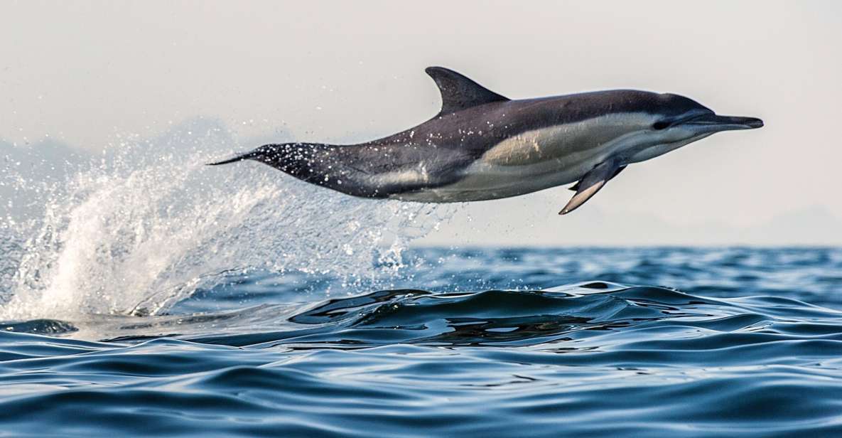 From Tauranga: Dolphin and Wildlife Cruise - Key Points