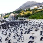 full day private robben island penguins cape of good hope tour Full-Day Private Robben Island, Penguins & Cape of Good Hope Tour