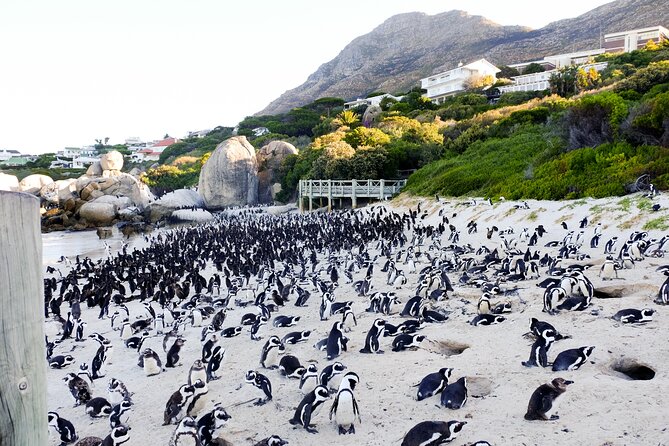 full day private robben island penguins cape of good hope tour Full-Day Private Robben Island, Penguins & Cape of Good Hope Tour
