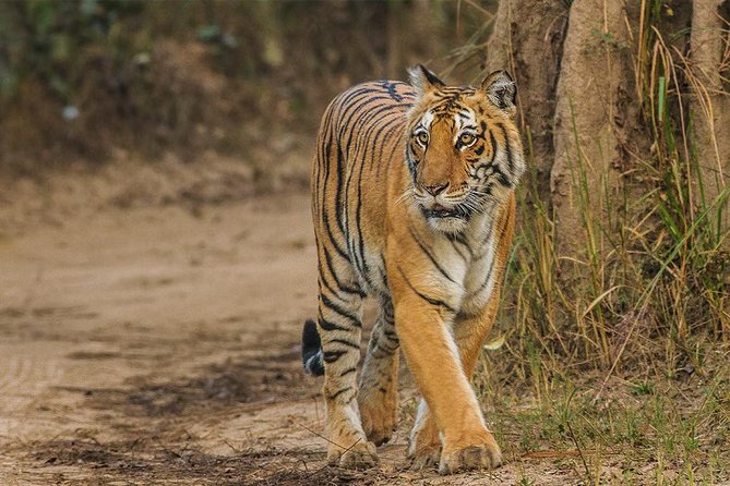 Full Day Private Tour to Sariska Tiger National Park by Car From Jaipur - Key Points