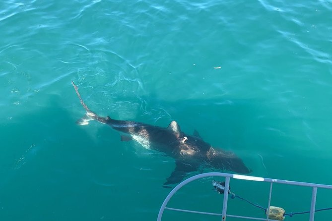 Gansbaai Private Shark Cage Diving Trip From Cape Town - Key Points