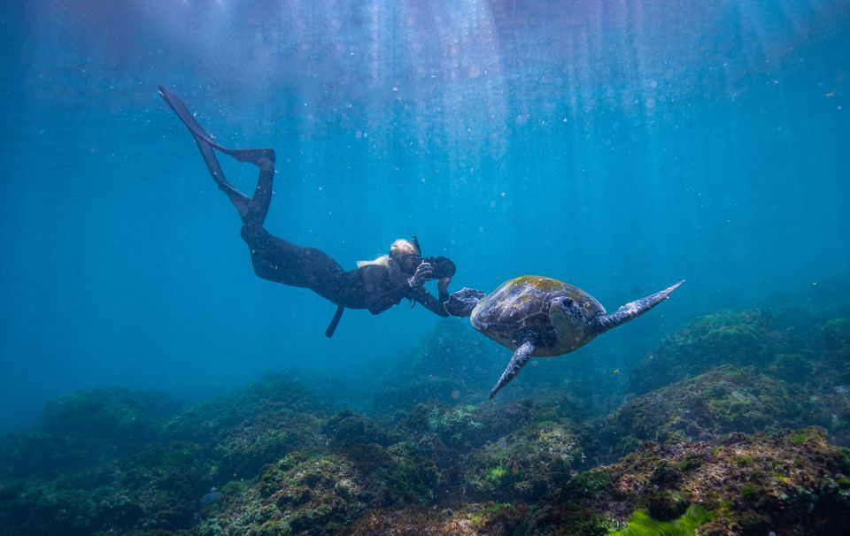 Gold Coast: Snorkeling With Turtles Half-Day Tour - Key Points