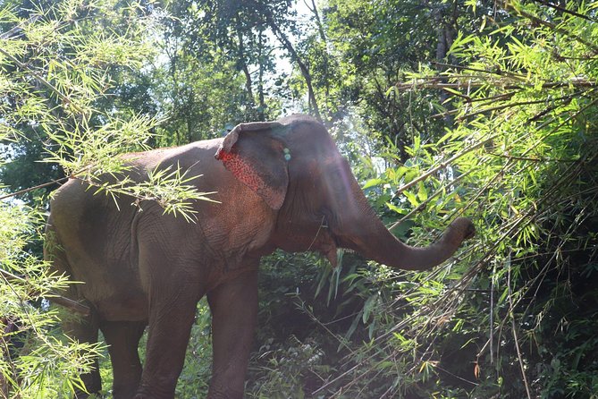 Half Day Visit Chiang Mai Eco Elephant Care - Key Points