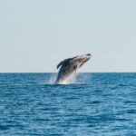 hervey bay exclusive whale watch encounter Hervey Bay: Exclusive Whale Watch Encounter