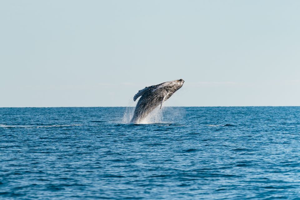 Hervey Bay: Exclusive Whale Watch Encounter - Tour Details