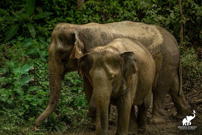 Hidden Forest Elephant Reserve: Guided Tour With Lunch & Transfer - Key Points