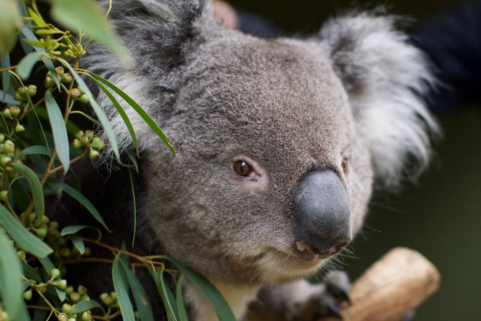 Hobart: Admission Ticket to Bonorong Wildlife Sanctuary - Key Points