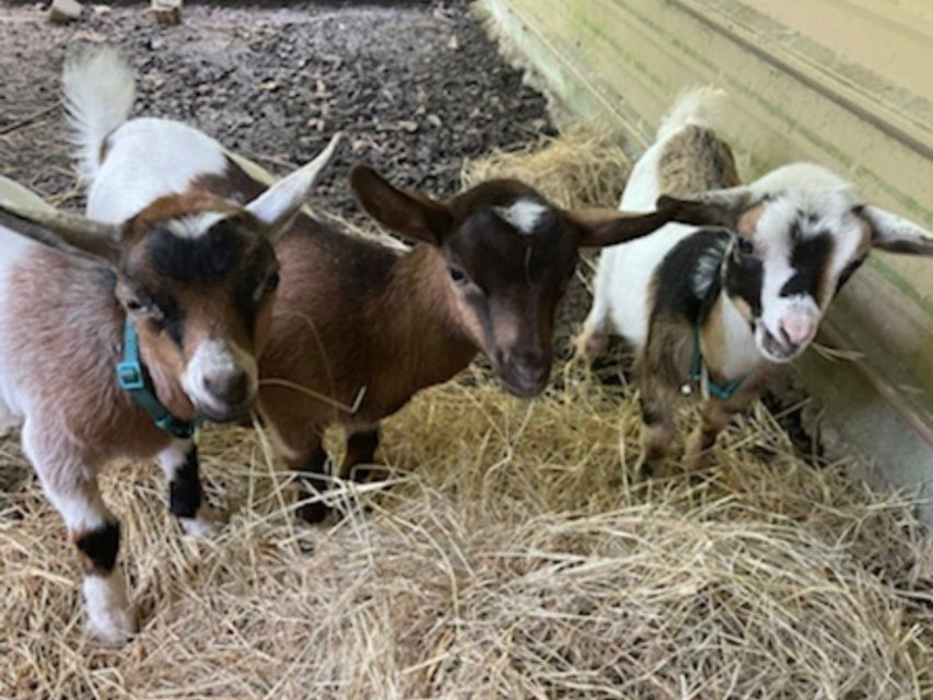 Houston: Adorable Mini Goats Experience E - Key Points