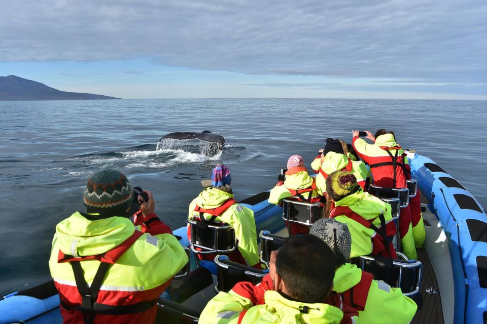 Húsavík: Big Whale Safari & Puffin Island Tour - Key Points