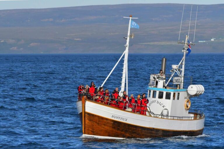 Húsavík: Whale Watching Boat Tour