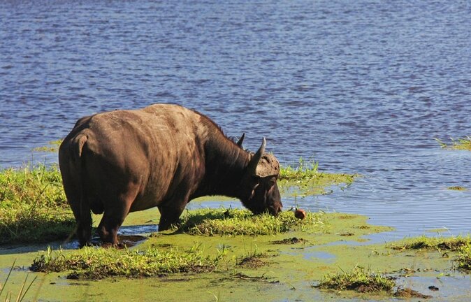 Full Day Isimangaliso Wetlands Park -Croc & Hippo &Game Fr Durban - Key Points