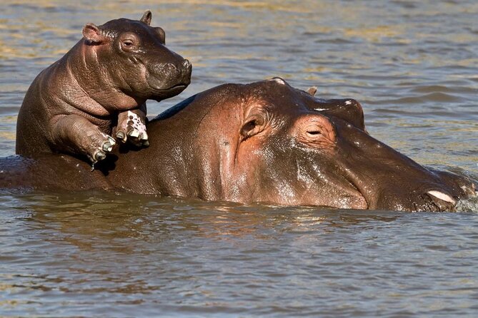 Full Day Isimangaliso Wetlands Park -Croc & Hippo &Game Fr Durban - Tour Inclusions