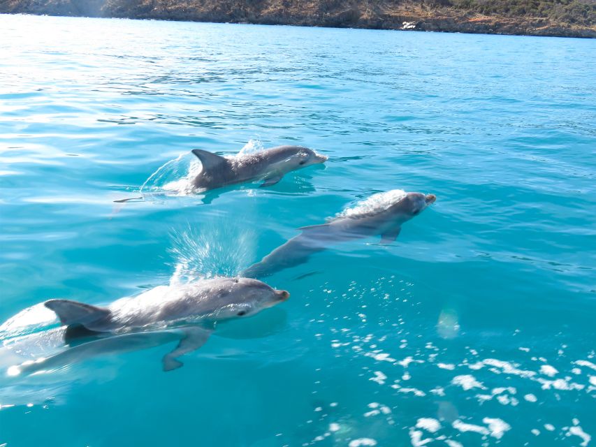 Kangaroo Island: Dolphin, Seal, and Swimming Boat Tour - Key Points