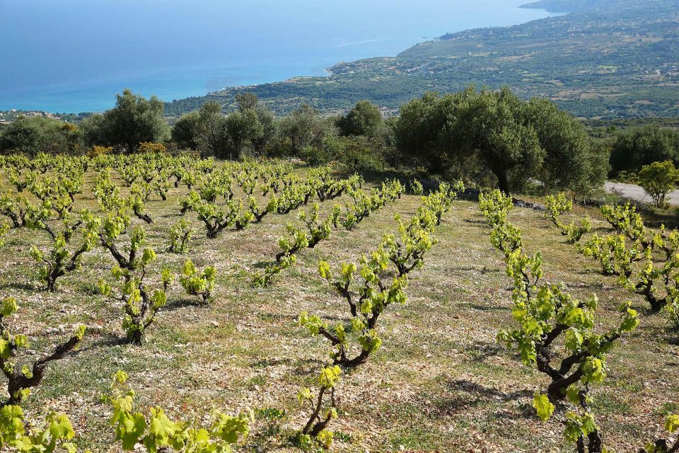 Kefalonia Wine Adventure in 3 Wineries With Tastings - Key Points