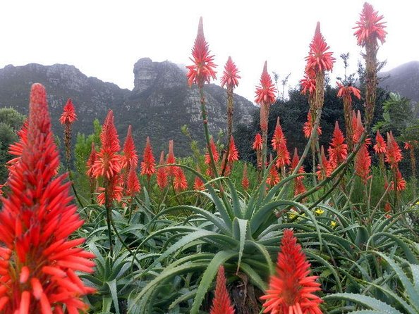 Kirstenbosch Botanical Gardens and Cape Winelands Tour. - Key Points