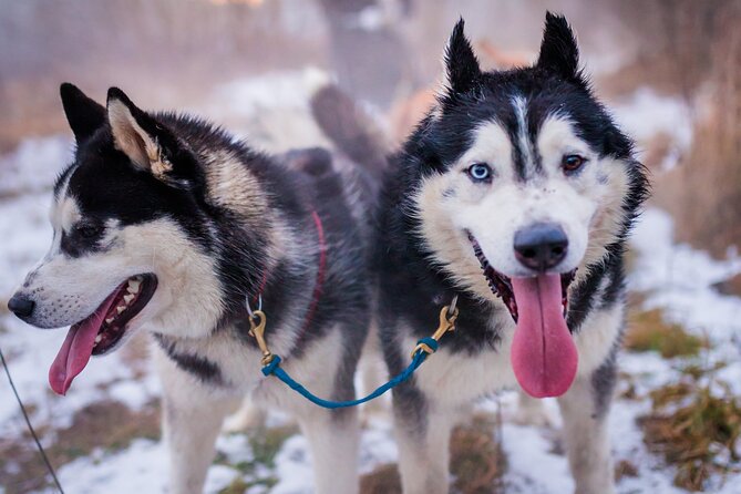 Kraków Full Dog Sled Ride - Key Points