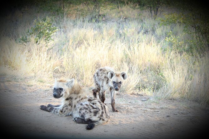 Kruger National Park Night Safari Minimum 4people - Night Safari Experience Highlights