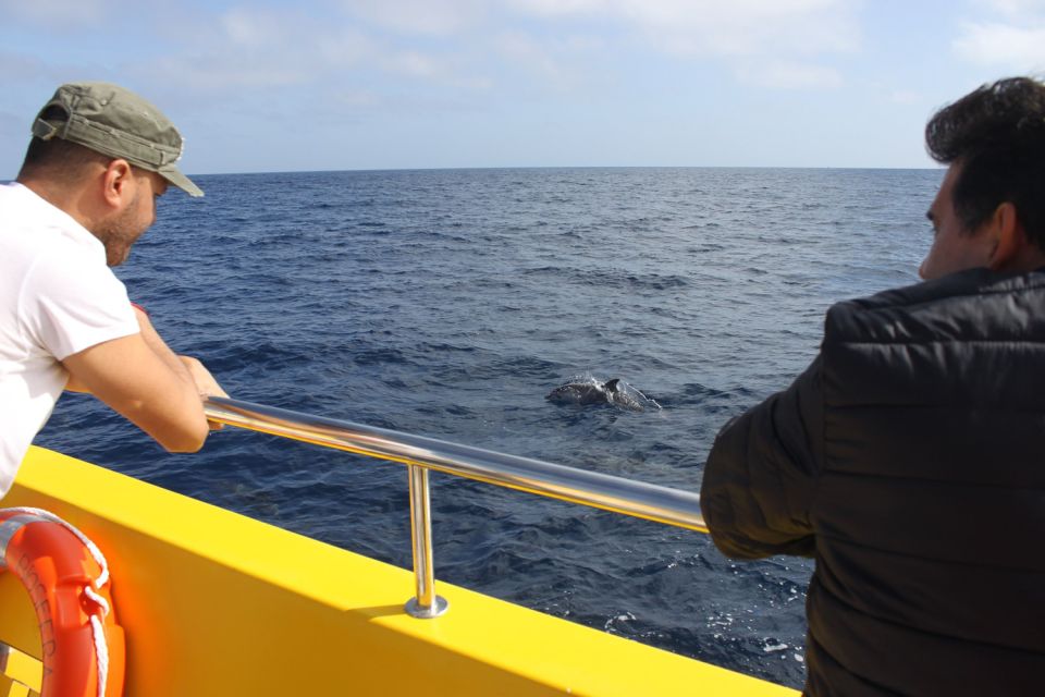 Lanzarote: Lobos Island Half-Day Dolphin Watching Trip - Key Points