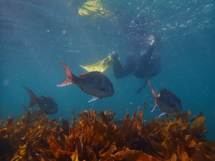 Leigh: Goat Island Guided Snorkeling Tour for Beginners - Key Points