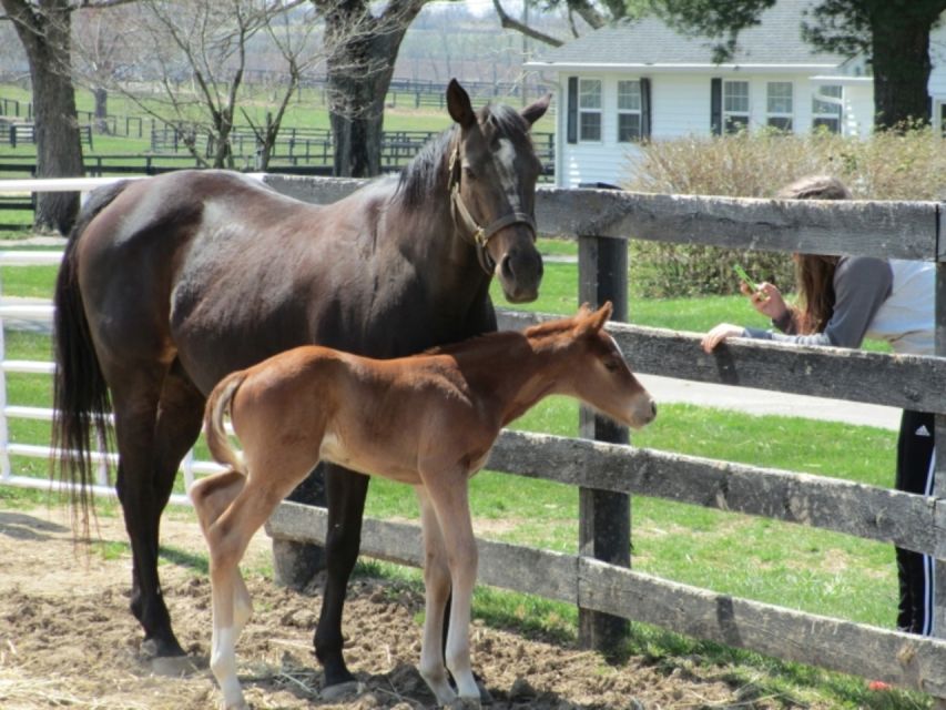 Lexington: Horse Farm Tour and Keeneland Race Track Visit - Key Points