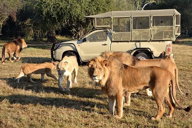 Lion and Safari Park Half Day Tour. Private Pick up and Drop off - Key Points