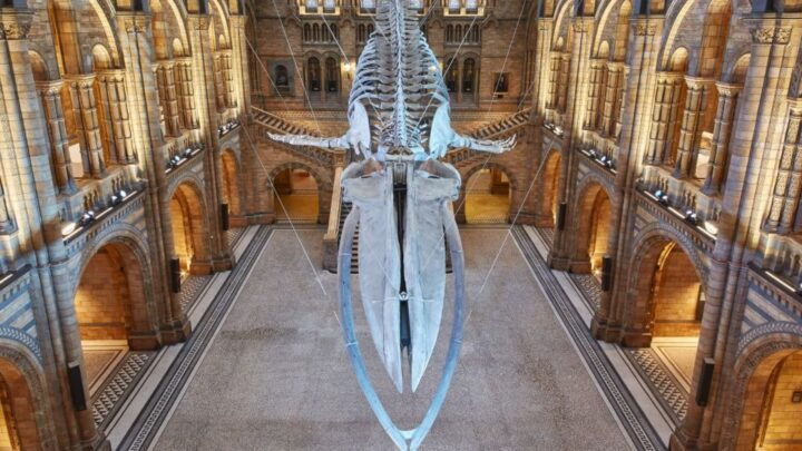 London: Natural History Museum Tour - Key Points